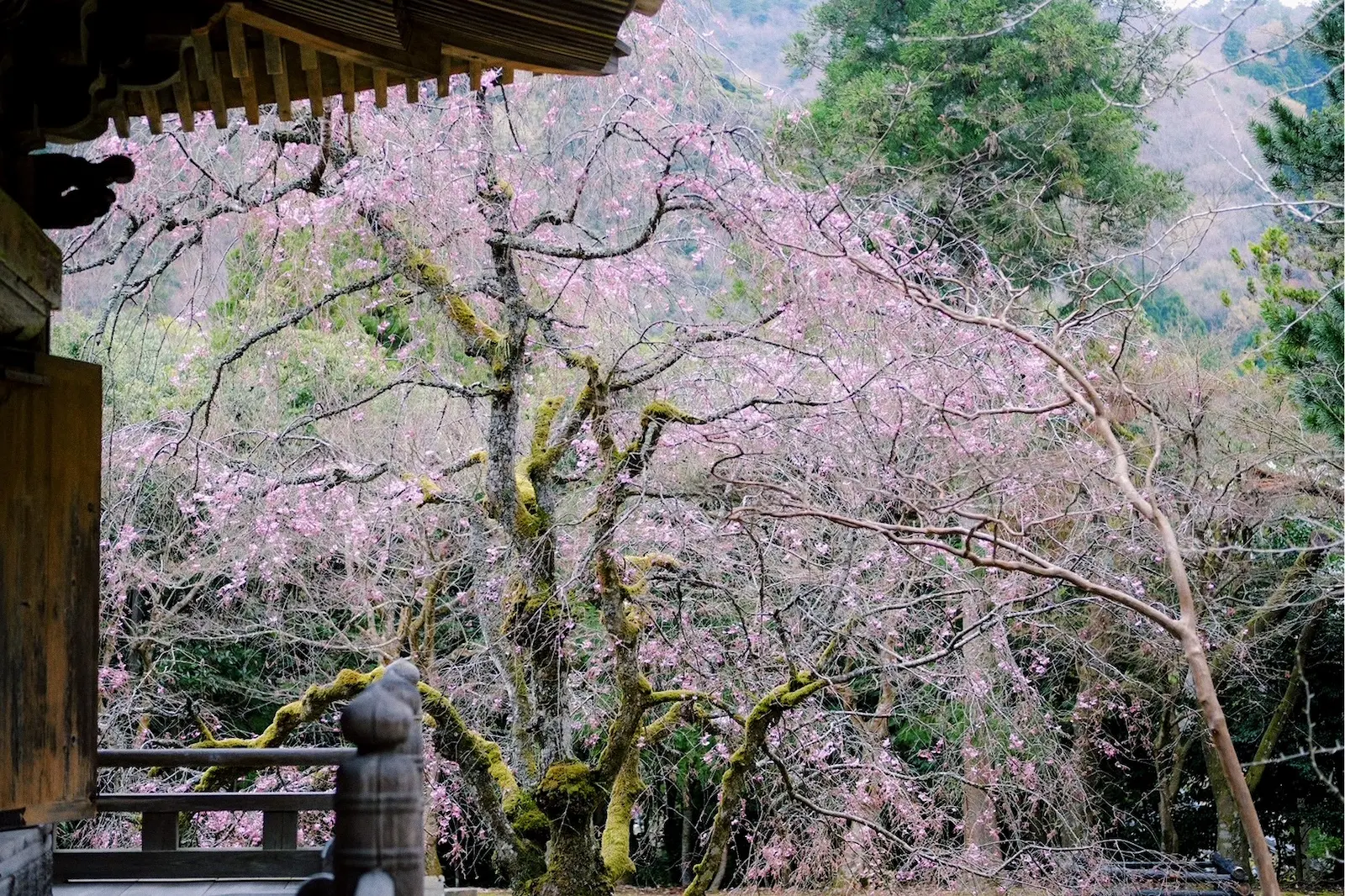 軒先に枝を広げるしだれ桜