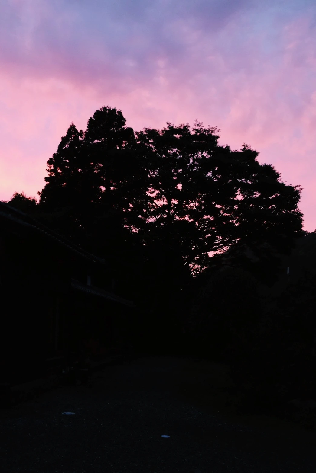 夕暮れに染まる空と木立のシルエット