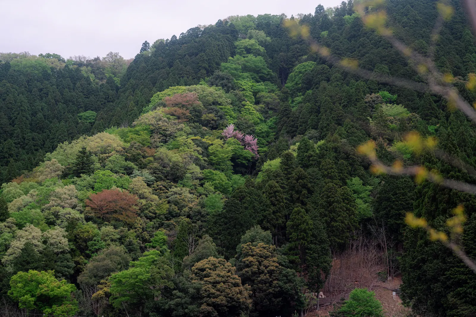 新緑の山に一本だけ咲く山桜